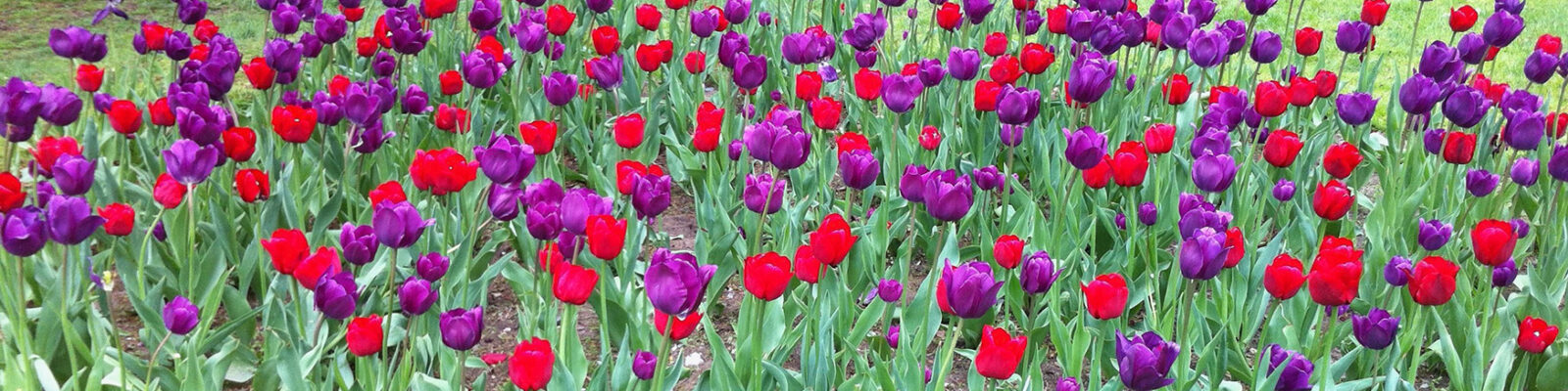 a plot of red and purple tulips in the Boston Public Garden